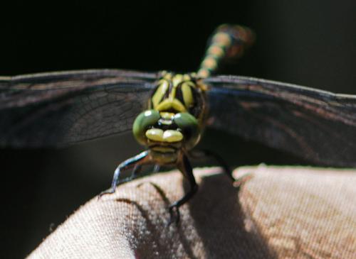 Réf. 270 566 : Onychogomphus forcipatus